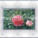 Tree Peony Plant Root Chun Hong Jiao Yan thumbnail-1