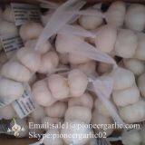 New Crop Fresh Chinese Pure White Garlic (5.0cm, 5.5cm, 6.0cm)Box Packing thumbnail-1
