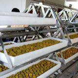 Industrial Dryer for Yellow Mealworm Drying thumbnail-1