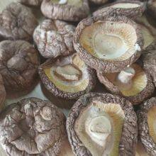 Lentinula Edodes thumbnail-3