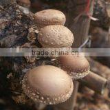 Fresh Mushroom thumbnail-2