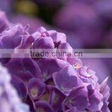 Wide Variety New Arrival Apple Hydrangea Wreath thumbnail-2