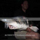 Best Quality Nylon Monofilament Fishing Lines 100% Made in Germany Medium Spools 10000M 0.08-0.10mm thumbnail-5