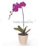 Bamboo Fiber Flower Pot thumbnail-3