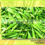 Whole Sweet Corn in Can by Thongtan thumbnail-1