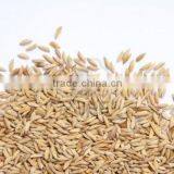 Sharbati Basmati Rice Paddy thumbnail-1