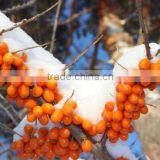 High-quality Seabuckthorn Fruit Oil,essential Oil, Wild Plant Oil thumbnail-3