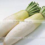Fresh Radish thumbnail-2