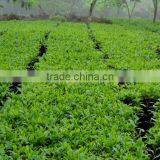 Moc Chau Son La OP Green Tea thumbnail-2