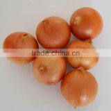 Fresh Yellow Onion to Dubai thumbnail-1