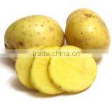 Fresh Bulk Potatoes for Sale 2016 Crop thumbnail-2