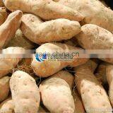 GL-380 Commercial Turnip Potato Carrot Washing Machine thumbnail-4