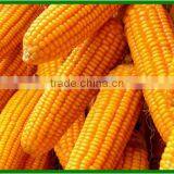 China New Products Mini Corn Sheller Machines and Equipement for the Daily Life thumbnail-5