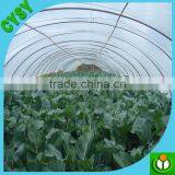Free Sample Anti Scratch Tunnel Plastic Greenhouse Film Agriculture thumbnail-2