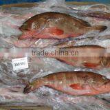 Reef Code - Red Belly thumbnail-2