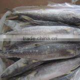 Frozen Whole Round Spanish Mackerel 1000-1500g thumbnail-1