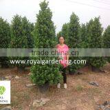 Ficus Panda Christmas Tree ( Cone Shape) 230cm High thumbnail-2