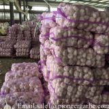 2017 Crop Purple Red Normal White Garlic 5.5cm In Mesh Bag