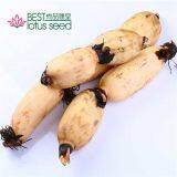 Lotus Root Vegetable Lotus Rhizome High Quality Fresh and Sweet Edible Rhizomes Lotus