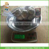 Wholesale Pure White Garlic Fresh Natural Garlic Price thumbnail-1