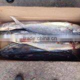 Frozen Mahi-mahi Fish and Coryphaena Hippurus thumbnail-5