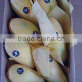 Mango From Pakistan thumbnail-1