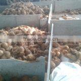 100% Natural Young Coconuts thumbnail-4