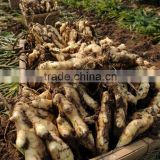 Fresh Ginger - High Quality and Best Price- Vikafoods