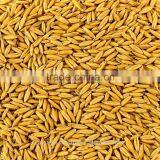 Australian Feed Oats thumbnail-1