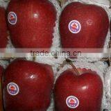 Red Delicious Apple/huaniu Apple