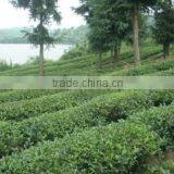 Hefei Wonfa Tea Import And Export Co., Ltd. company overview - view 2 thumbnail