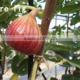 Pure Blueberry Jam Made in Japan thumbnail-3