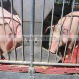 Elevated Pig Stall Pig Farming Equipment thumbnail-2