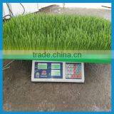 Automatic Barley Sprout Machine for Barley Grass Growing
