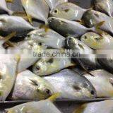 Silver Pomfret Fish thumbnail-1