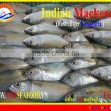 W/R FROZEN INDIAN MACKEREL thumbnail-6