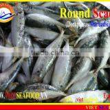 FROZEN MARUADSI WHOLE ROUND (ROUND SCAD) thumbnail-3