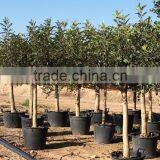 CERATONIA SILIQUA "Carob Tree" thumbnail-2