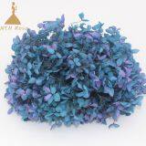 Purple Bi-Colour Preserved Hydrangea Heads for Floral Arrangements Wedding Home Decoration and Events