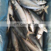 Frozen Mackerel Fish Price Frozen Pacific Mackerel Fish Price Japanese Mackerel thumbnail-5