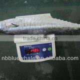 Frozen Spanish Mackerel IQF IWP