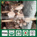 Anti-cancer Edibal Fungus Healthy Food Greenhouse Production Cap Stem Wholepart Fresh Dried Shiitake Mushroom thumbnail-4