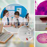 50pcs Box Chick Embryo Prepared Microscope Slides thumbnail-1