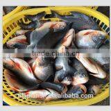 Whole Round Farming Fish Pomfret From Xiamen HHF thumbnail-1