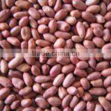 New Crop Peanut Kernel thumbnail-1