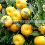 Fresh Mandarin Orange for Juice thumbnail-1