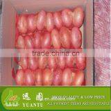 Export Quality Fresh Red Onion thumbnail-1