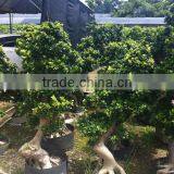 Ficus Mircrocarpa