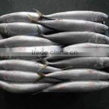 2016 Fresh Frozen Pacific Mackerel 150g-200g From China thumbnail-2