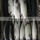 Frozen Pacific Mackerel New Fish Pacific Mackerel Good Quality thumbnail-1